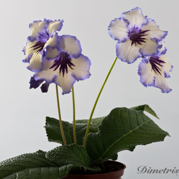 _ds_1141__635