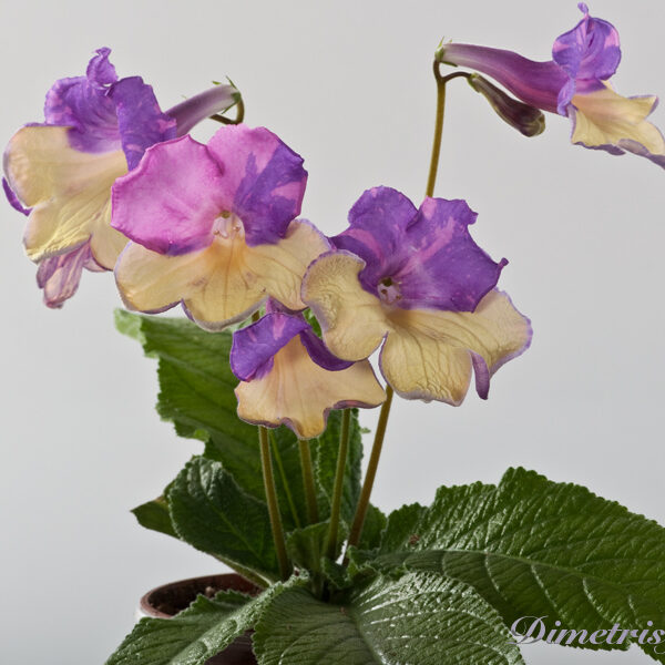 ds_1174__298