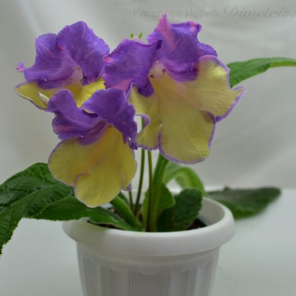 ds_ae__972