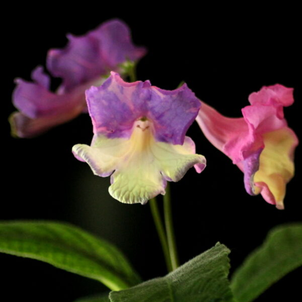 ds_rainbow_101