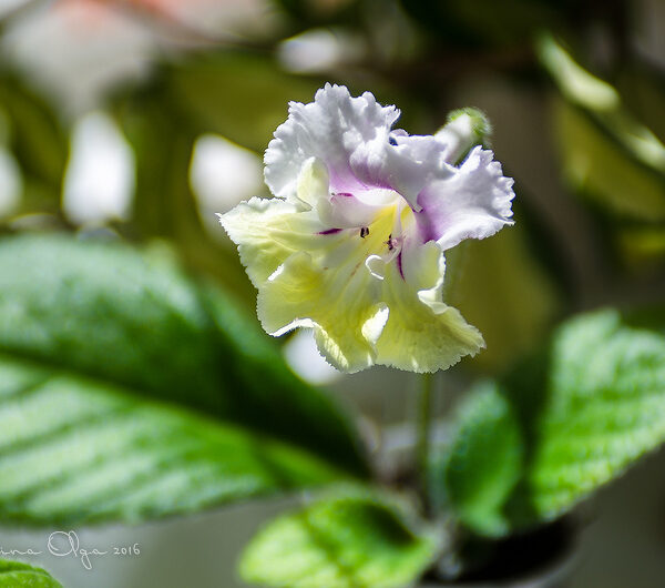 dsc_8387_716