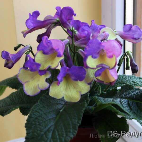 img_0294_341