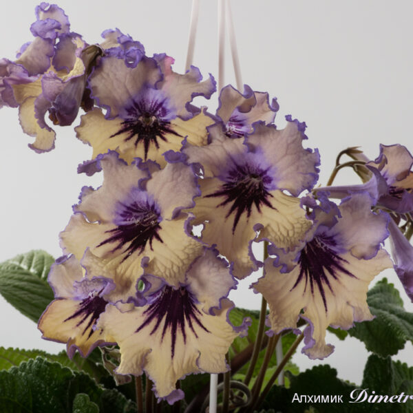 ds_1161__141 ds_1161__141