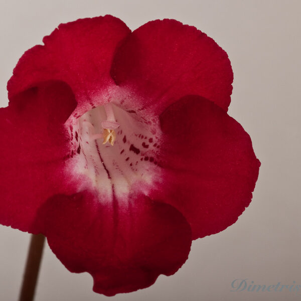 _ds_1185__204
