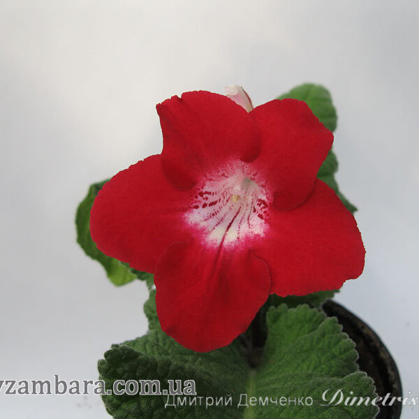 img_8701_665