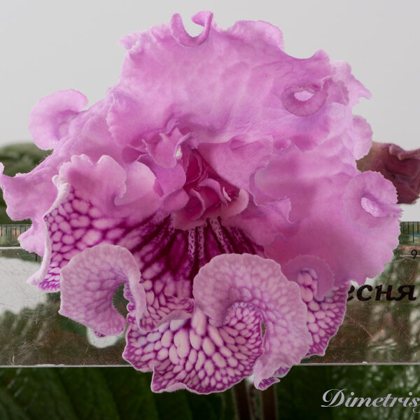 ds_1189__110 ds_1189__110