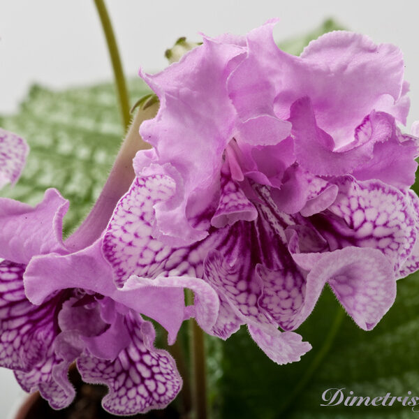 ds_1198_907 ds_1198_907