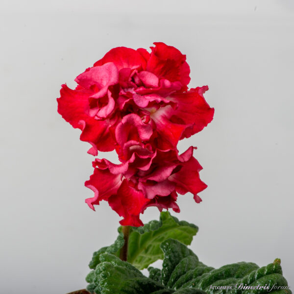 ds_2988_208