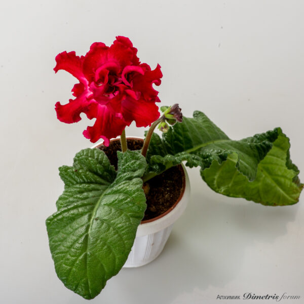ds_2988__200