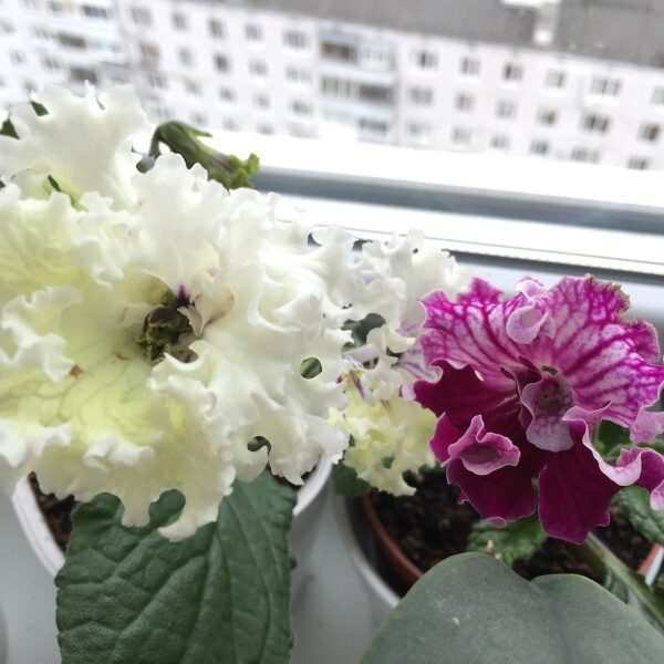 image_167_373_183