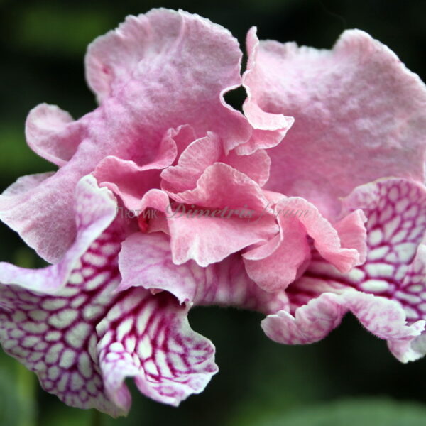 img_2606_828 img_2606_828