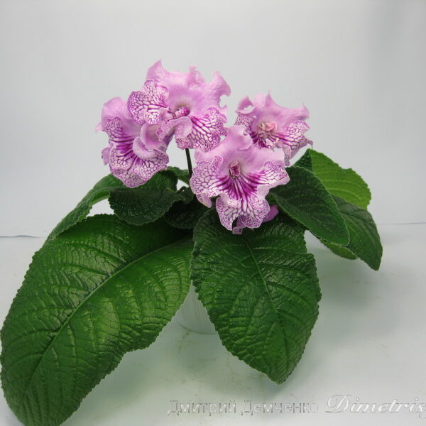 img_3238_805 img_3238_805