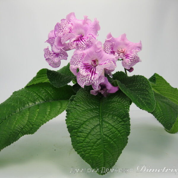 img_3243_931 img_3243_931