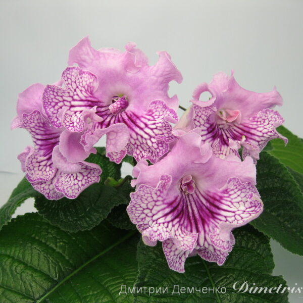 img_3247_138 img_3247_138