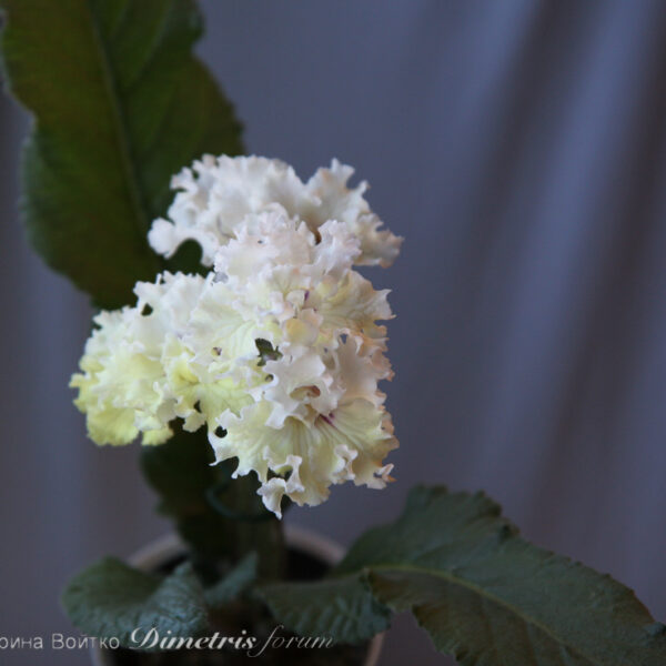 img_4842_ds_202