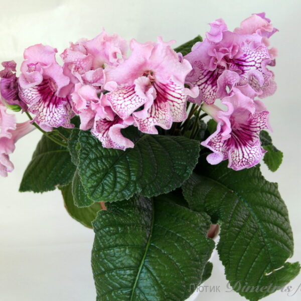 img_6768_184 img_6768_184