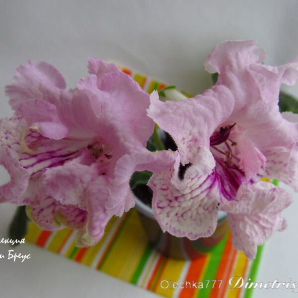 img_6891_565 img_6891_565