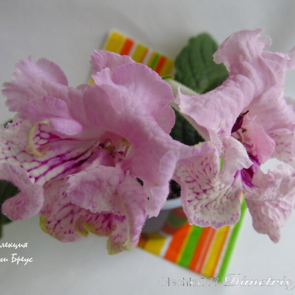 img_6893_571 img_6893_571