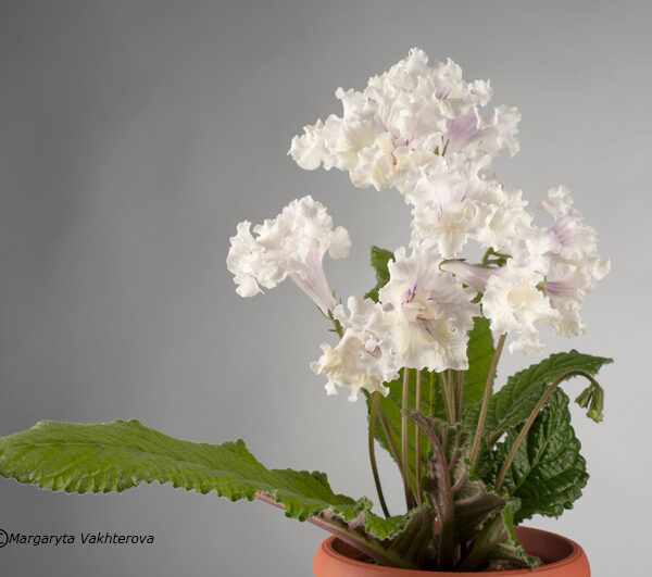 Flower of streptocarpus over grey background