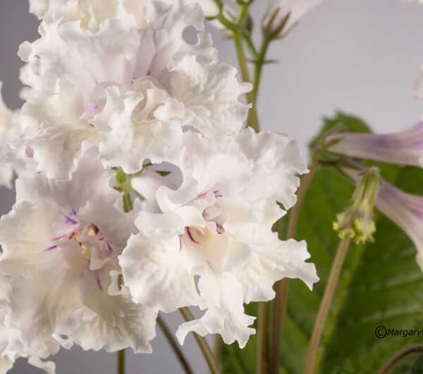 Flower of streptocarpus over grey background