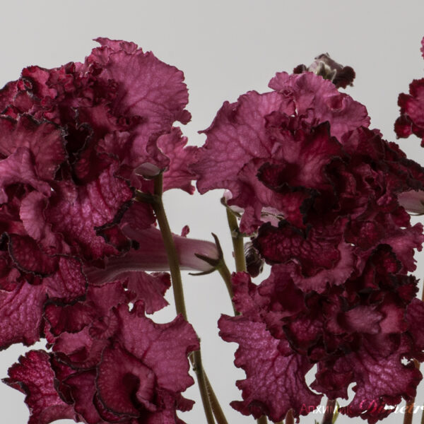 ds_1212___129