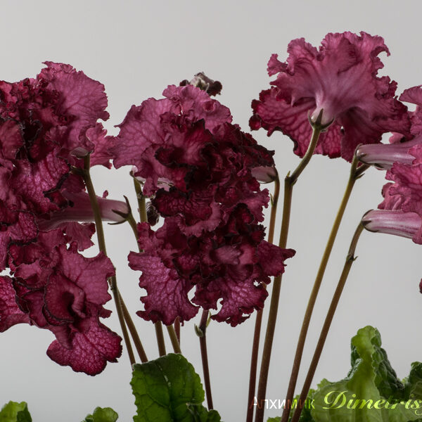 ds_1212___189