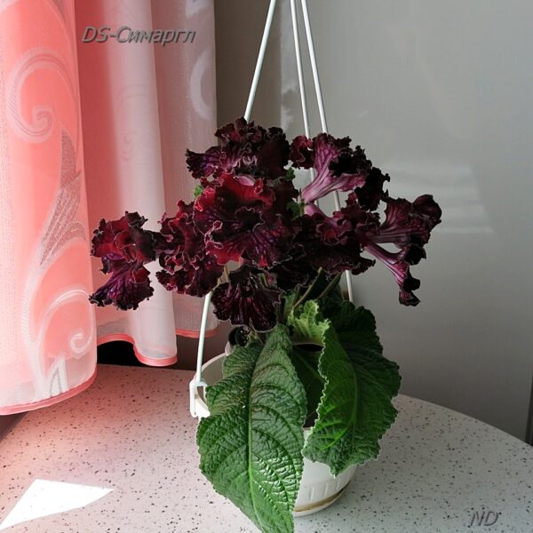 ds_8_203 ds_8_203