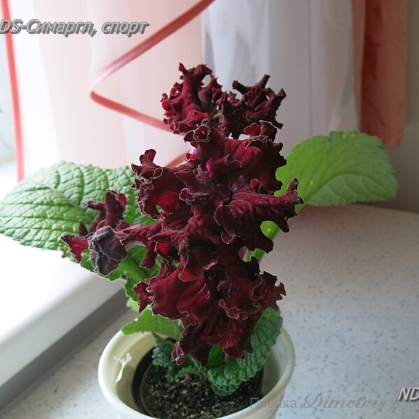 ds___194 ds___194