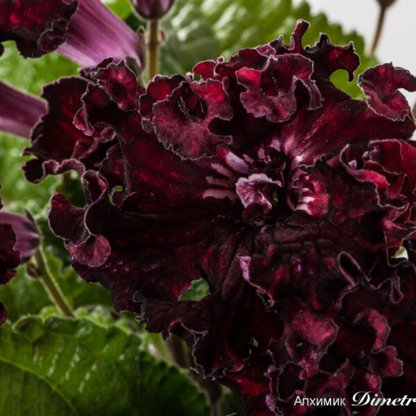 dsc_1292_ds__207