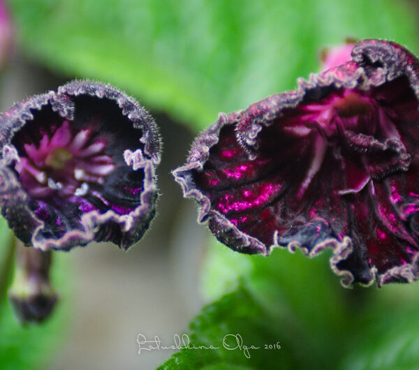 dsc_7818_132 dsc_7818_132