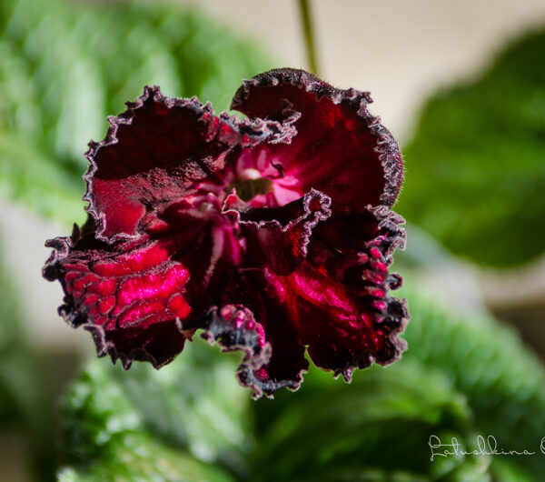 dsc_7846_167 dsc_7846_167