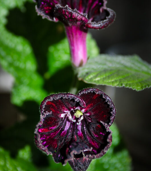 dsc_7850_132 dsc_7850_132