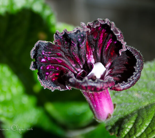dsc_7853_537 dsc_7853_537