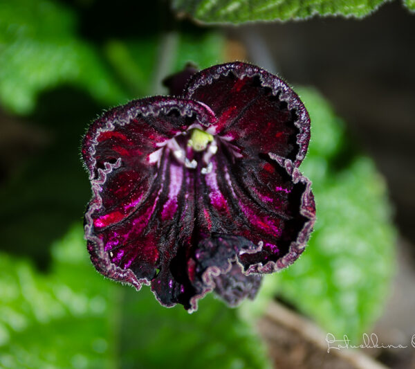 dsc_7854_194 dsc_7854_194