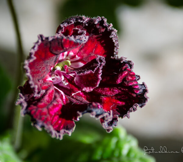 dsc_7856_663 dsc_7856_663