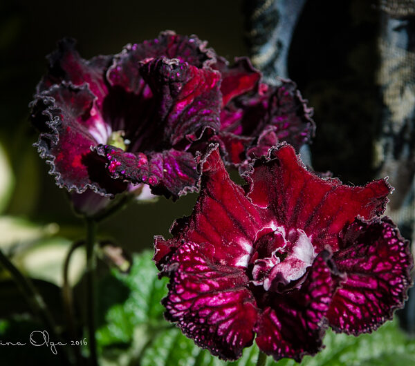 dsc_8351_454 dsc_8351_454