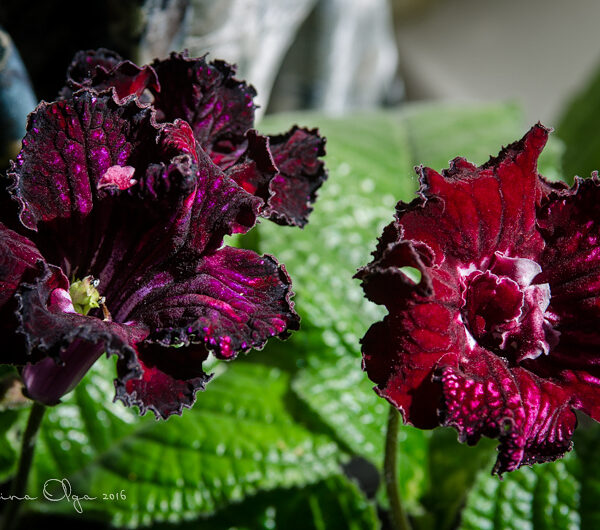 dsc_8352_131 dsc_8352_131
