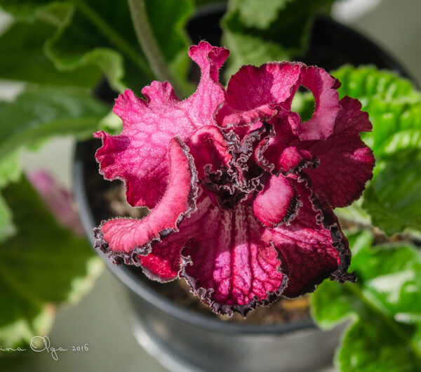 dsc_8663_100