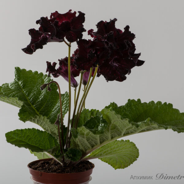 dsc_8831_108 dsc_8831_108