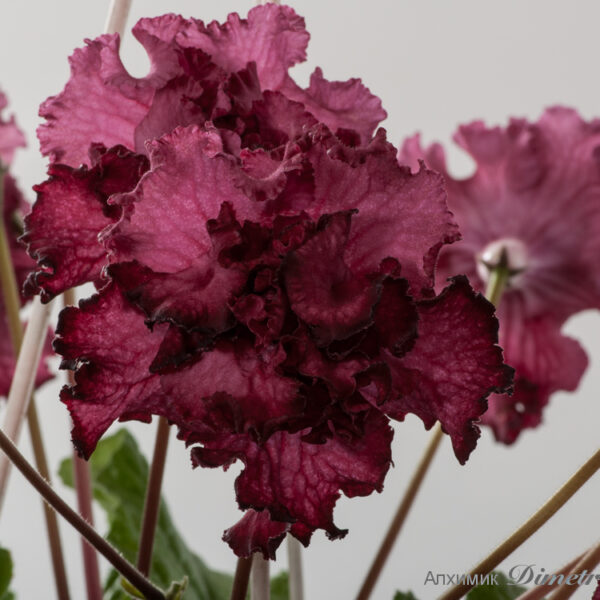 dsc_8834_125