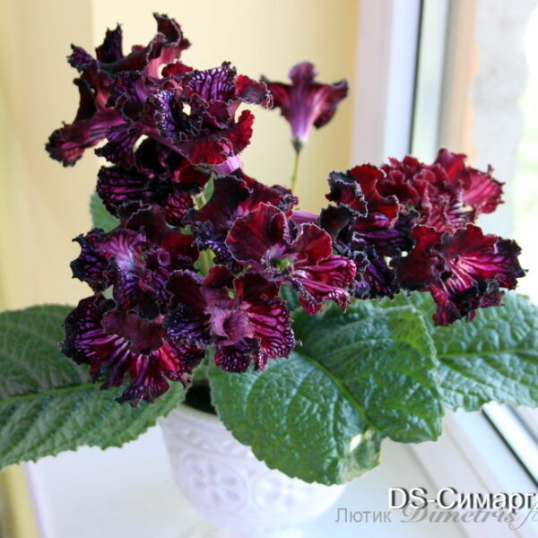 img_0951_358 img_0951_358
