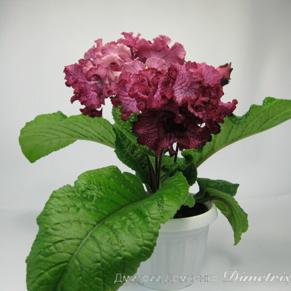 img_3774_166
