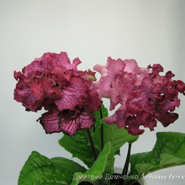 img_3778_190