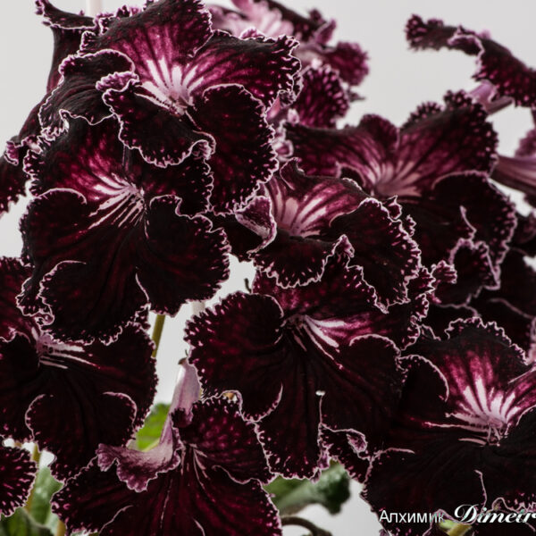 ds_1216__207