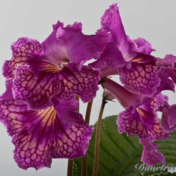 _ds_1262_501