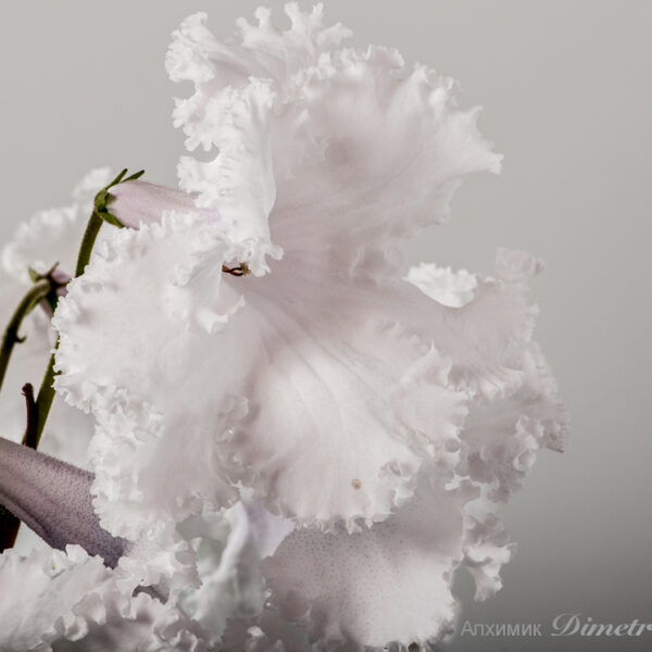 ds_1288_oe_476