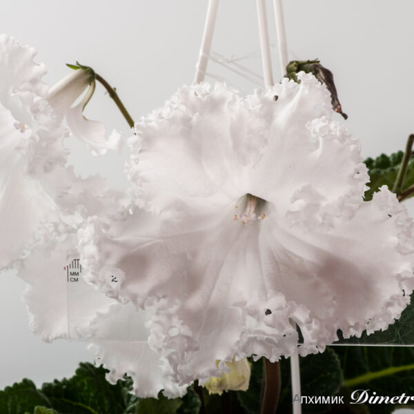 ds_1288_ue__647