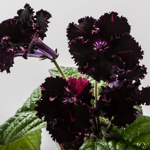 ds_1334_24__168