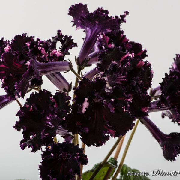 ds_1334__183