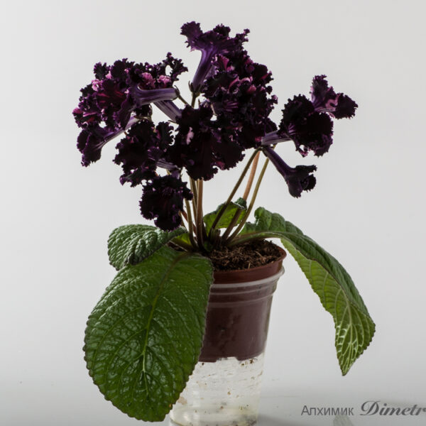 ds_1334_ue_352